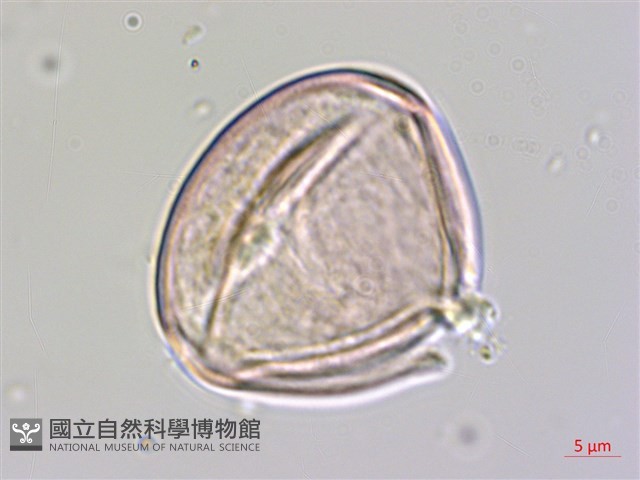 皺葉煙草藏品圖，第3張