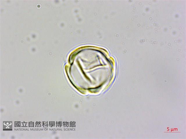 四國珍珠菜藏品圖，第3張