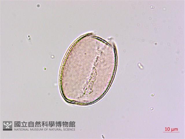 山寶鐸花藏品圖，第3張