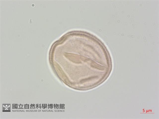 登錄號:S048507藏品圖，第3張