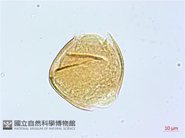 細葉木藍藏品圖，第3張
