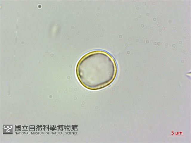 糯米團藏品圖，第3張