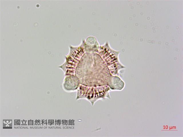 登錄號:S148317藏品圖，第3張