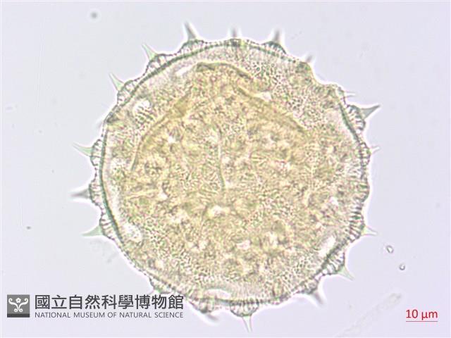 圓葉金午時花藏品圖，第4張