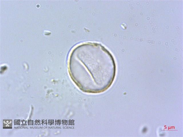 蘭嶼水絲麻藏品圖，第4張