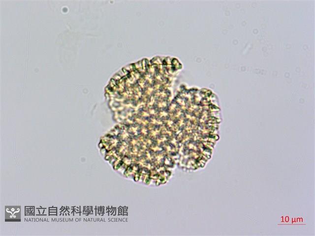 火炭母草、清飯藤藏品圖，第3張