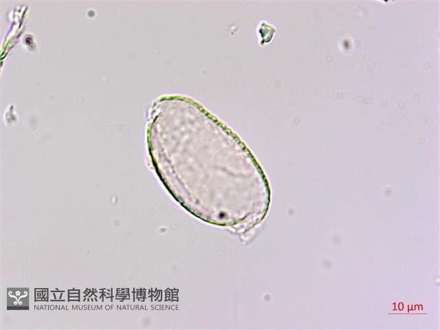 闊葉麥門冬藏品圖，第3張
