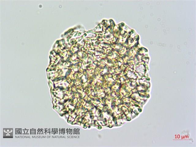 披針葉茉莉花藏品圖，第3張