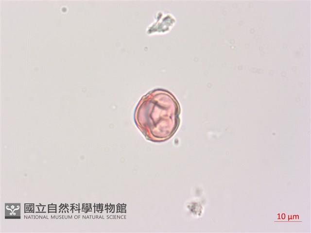 印度茄、南天茄藏品圖，第3張