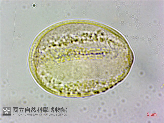 蔓烏頭藏品圖，第4張