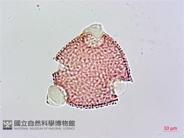 登錄號:S093897藏品圖，第3張