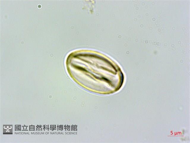 南仁山柃木藏品圖，第3張