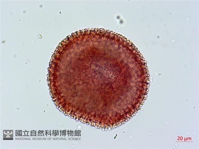 單花牻牛兒苗藏品圖，第3張