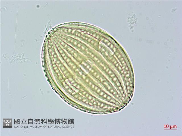 長穗馬藍藏品圖，第4張