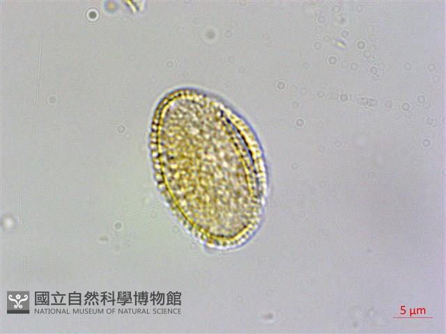 山芥菜藏品圖，第4張