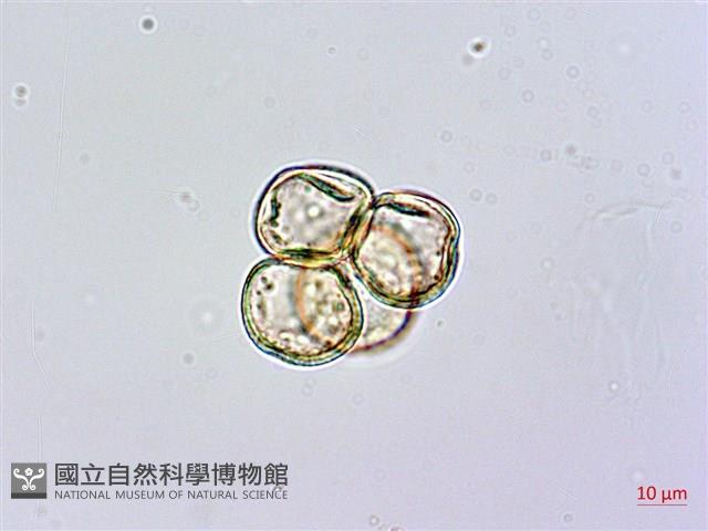 砲彈樹藏品圖，第3張