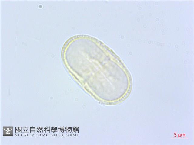 歐芹、香芹、巴西利藏品圖，第3張