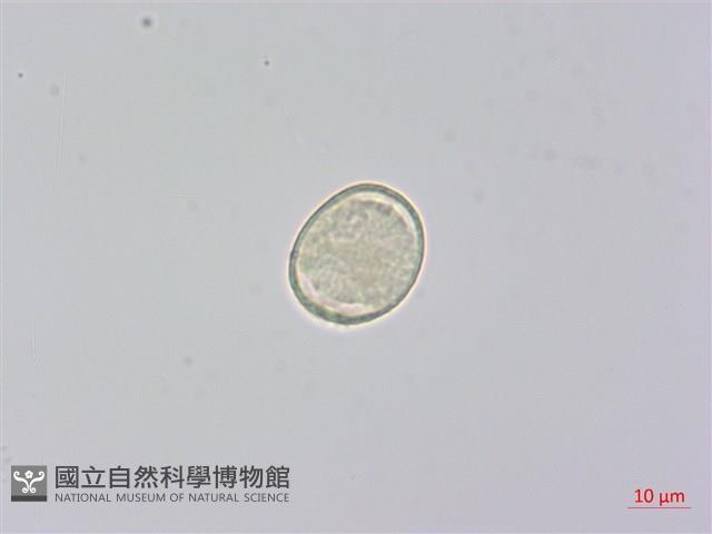 柺芹藏品圖，第3張