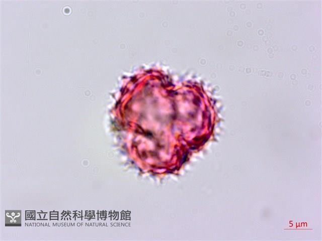 玉山飛蓬藏品圖，第4張