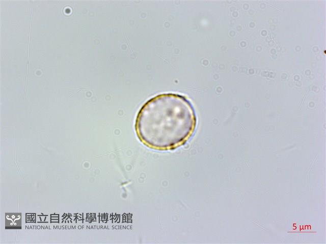 樓梯草藏品圖，第3張