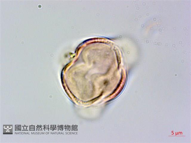 高梁泡藏品圖，第3張