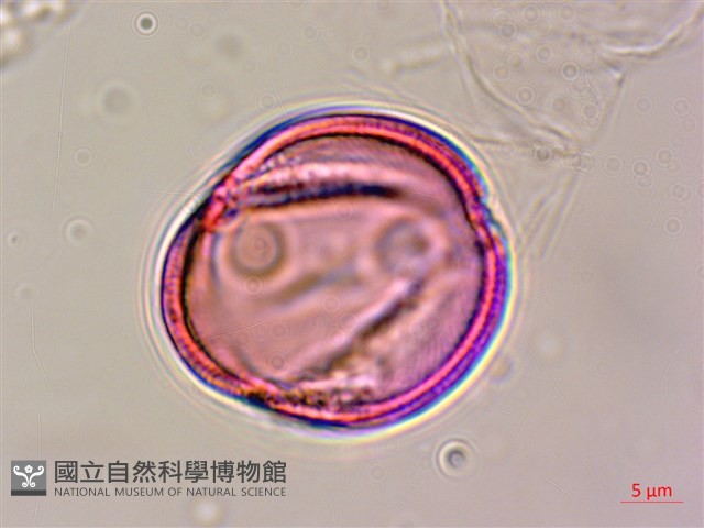 合子草藏品圖，第4張