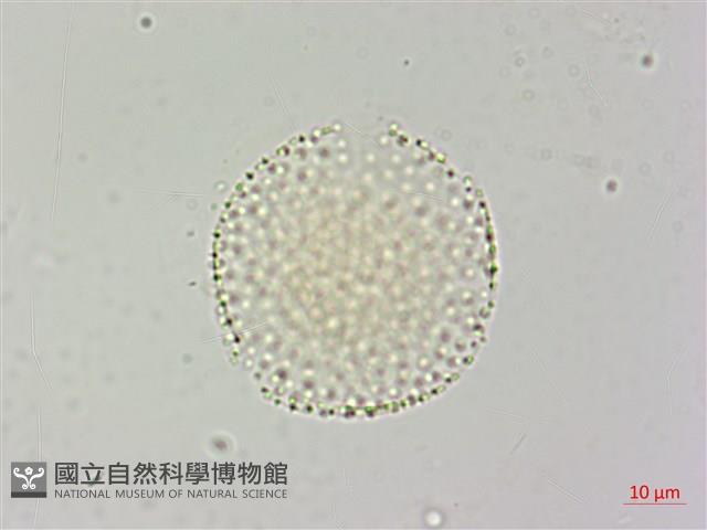 登錄號:S109577藏品圖，第3張