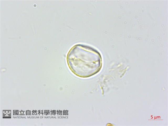 東北苧麻藏品圖，第3張