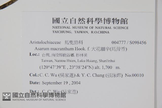 大花細辛、馬蹄香藏品圖，第2張