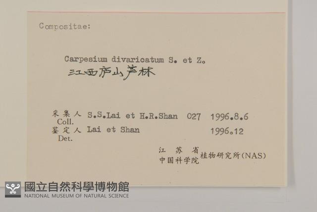 煙管草藏品圖，第3張