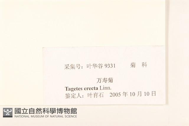 西番菊、萬壽菊藏品圖，第3張