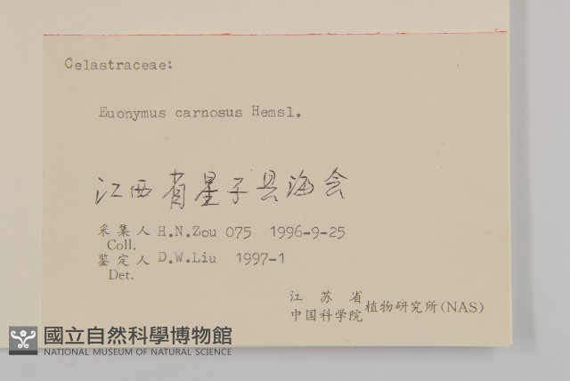 厚葉衛矛, 源一木藏品圖，第3張