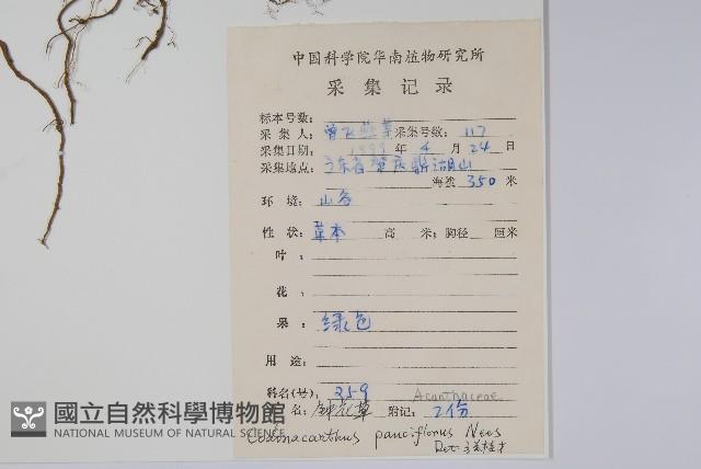 針刺草藏品圖，第2張