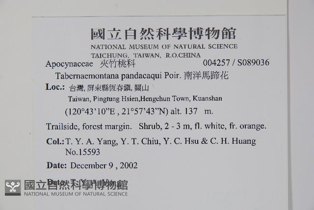 南洋馬蹄花藏品圖，第2張