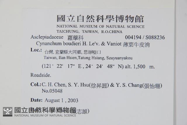 薄葉牛皮消藏品圖，第2張