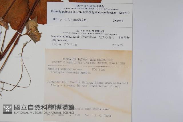 裂葉秋海棠藏品圖，第2張