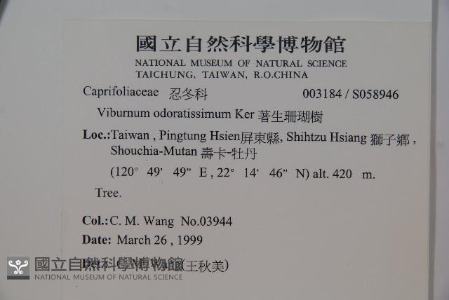 珊瑚樹藏品圖，第2張