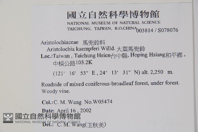 大葉馬兜鈴藏品圖，第2張