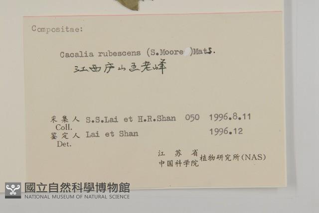 矢鏃葉蟹甲草藏品圖，第3張