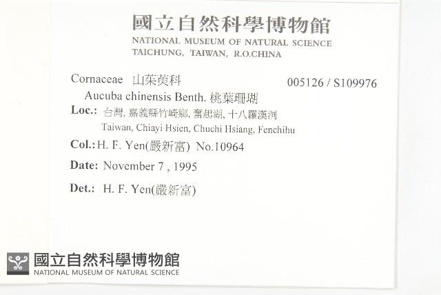 桃葉珊瑚藏品圖，第2張