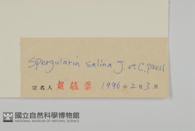 擬漆姑藏品圖，第3張