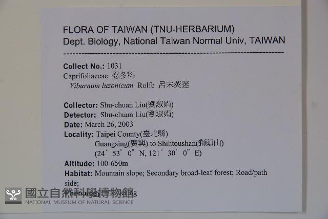 呂宋莢迷藏品圖，第2張