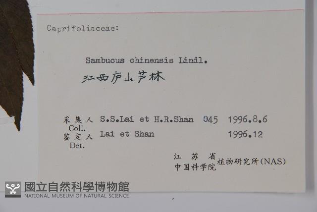 冇骨消藏品圖，第2張
