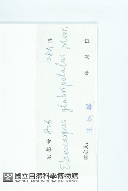 禿瓣杜英藏品圖，第3張