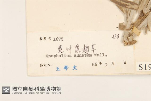 紅面番藏品圖，第3張