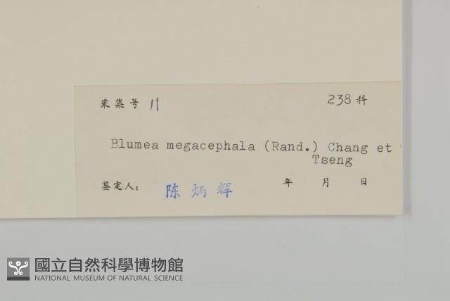 大頭艾納香藏品圖，第3張