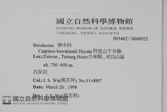 阿里山千金榆藏品圖，第2張