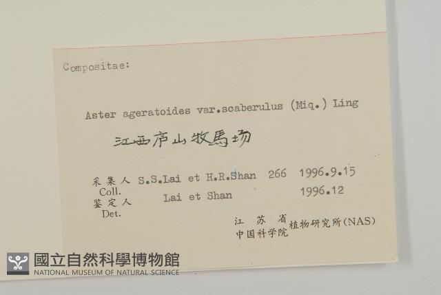 微糙三脈紫菀藏品圖，第3張