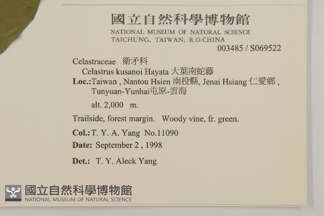 大葉南蛇藤藏品圖，第2張