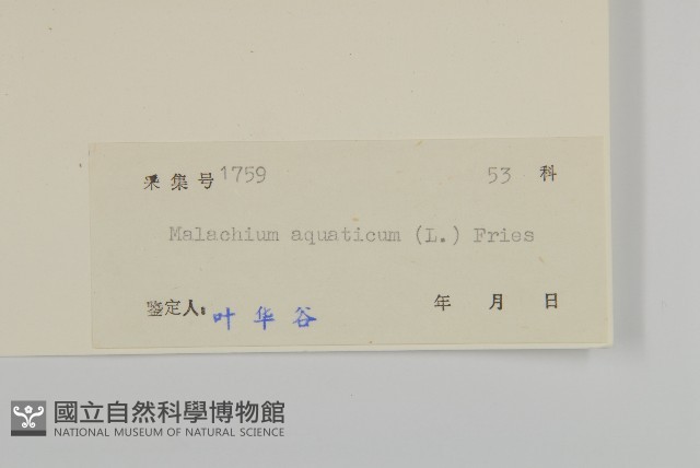 牛繁縷藏品圖，第3張